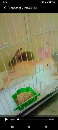 for sale two rabbits