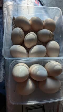 peacock eggs for sale