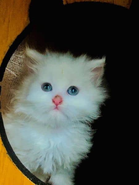 punch face triple Cote kitten cat male feamle 15