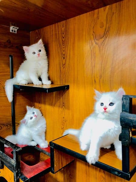 punch face triple Cote kitten cat male feamle 18