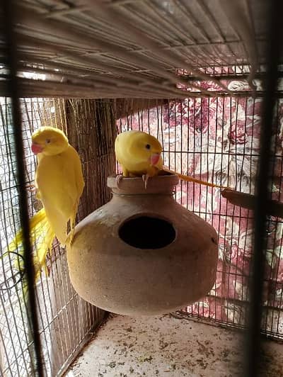yellow ringneck