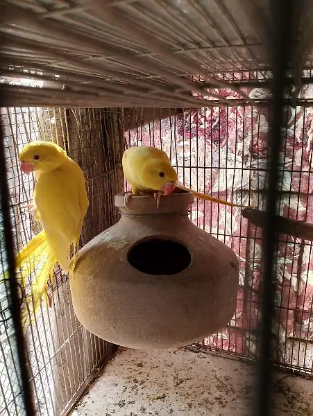 yellow ringneck — photo 3
