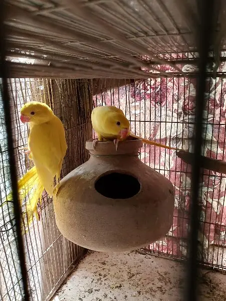 yellow ringneck — photo 4