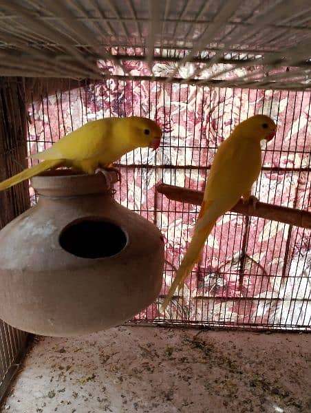 yellow ringneck 5