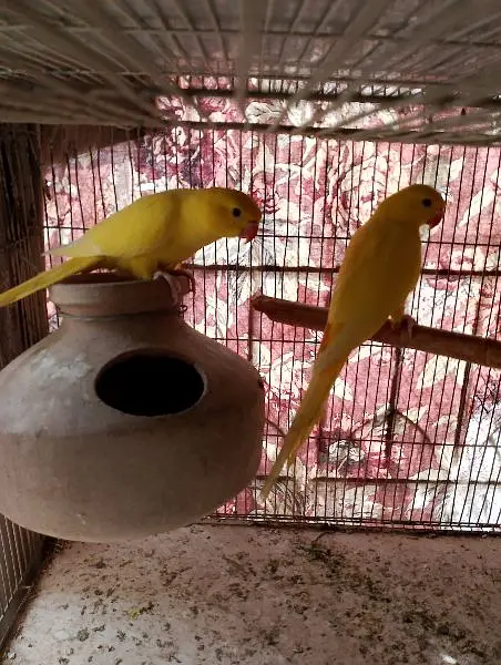 yellow ringneck — photo 6