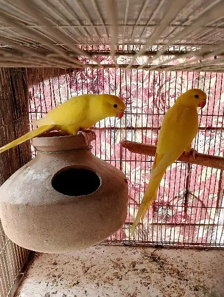 yellow ringneck — photo 7