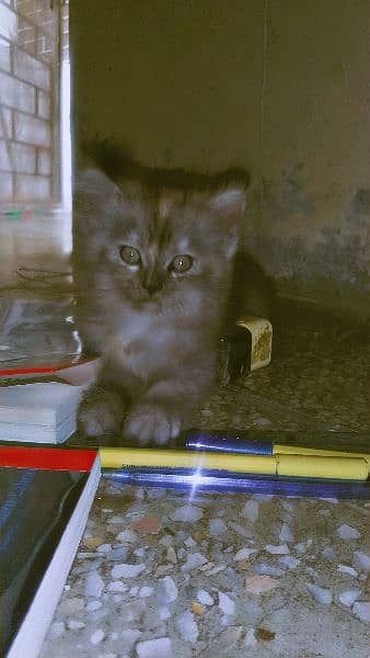Persian Triple coated long hairs kittens and adult are available 1