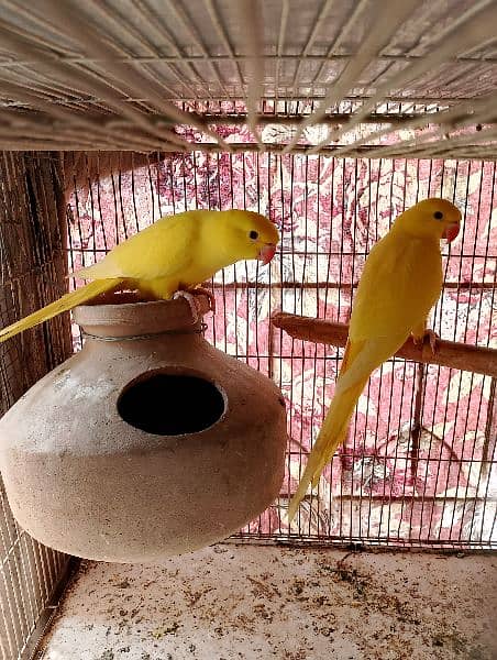 yellow ringneck pair 0