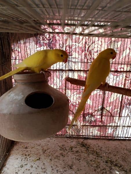 yellow ringneck pair 1