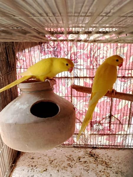 yellow ringneck pair 3