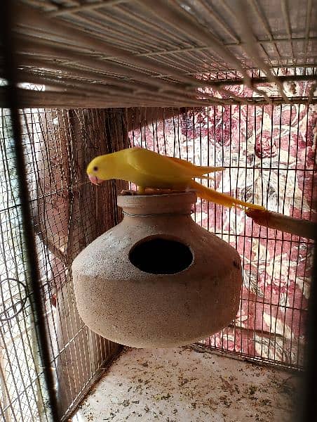 yellow ringneck pair 4