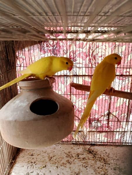 yellow ringneck pair 5