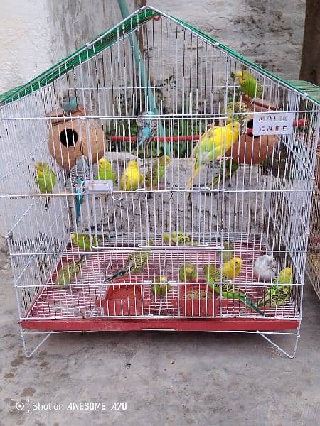 Birds for sale 0