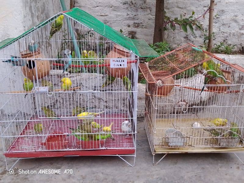 Birds for sale 2