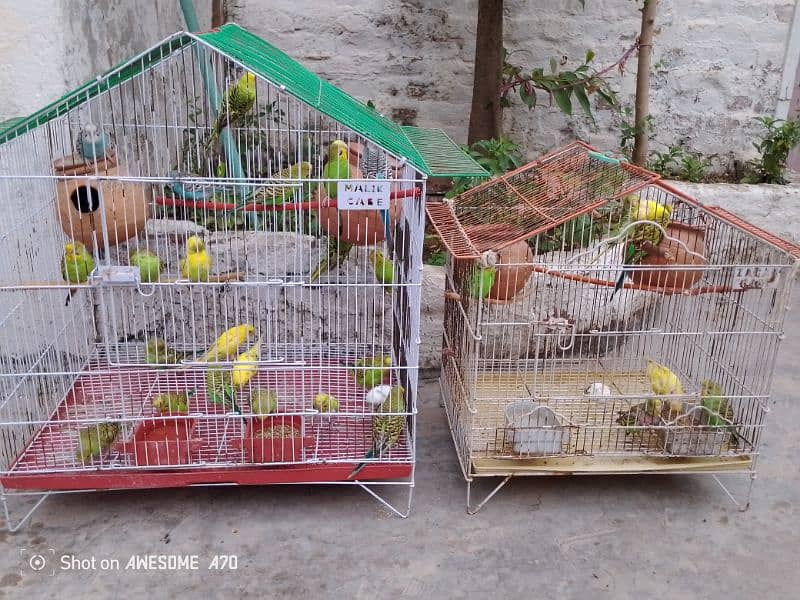 Birds for sale 3