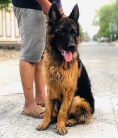 German Shepherd Dog