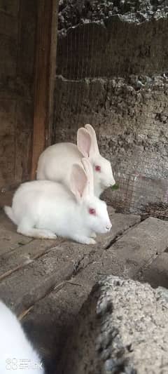 White Red Eyes Rabbits for sale