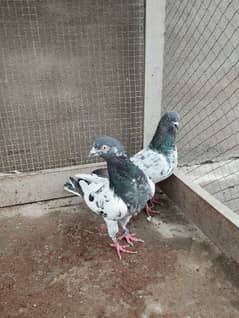 Pigeons /pair/highflyer/lowflyer/kabootar/breeder pair/ for sale