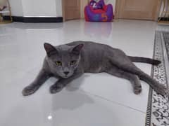 british shorthair, fully vaccinated, litter trained, 1.5years, Female