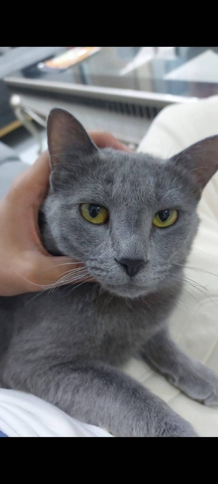 british shorthair, fully vaccinated, litter trained, 1.5years, Female 1