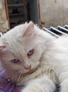 Persian White cat 0
