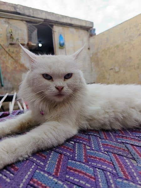 Persian White cat 1