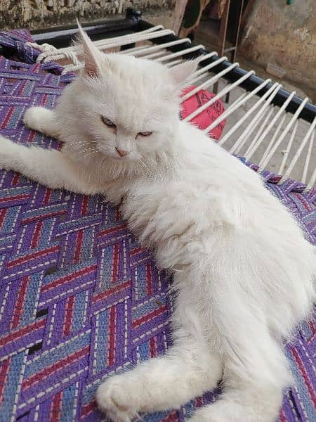 Persian White cat 2