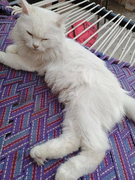 Persian White cat 4