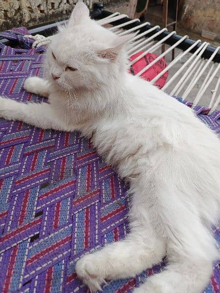 Persian White cat 5