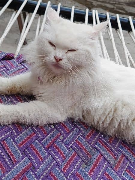 Persian White cat 6