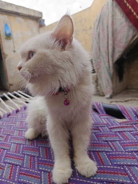 Persian White cat 8