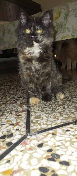 Persian Kitten for Sale 0