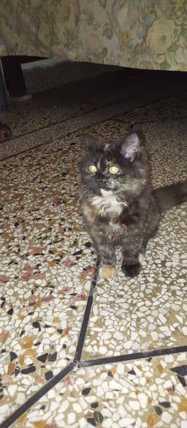 Persian Kitten for Sale 2