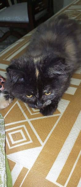 Persian Kitten for Sale 4