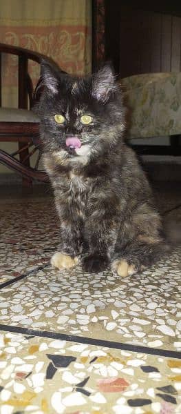 Persian Kitten for Sale 5