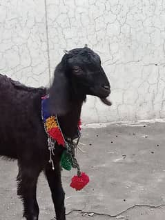 4 month female goat black colour