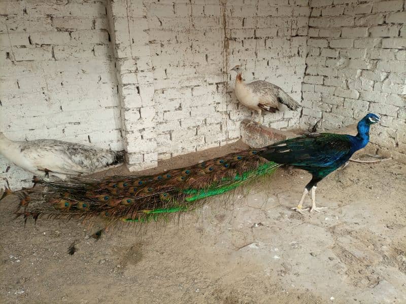 breeder peacocks 1