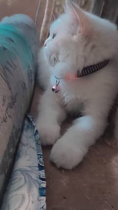 Persian Kitten 8 Months Old 0