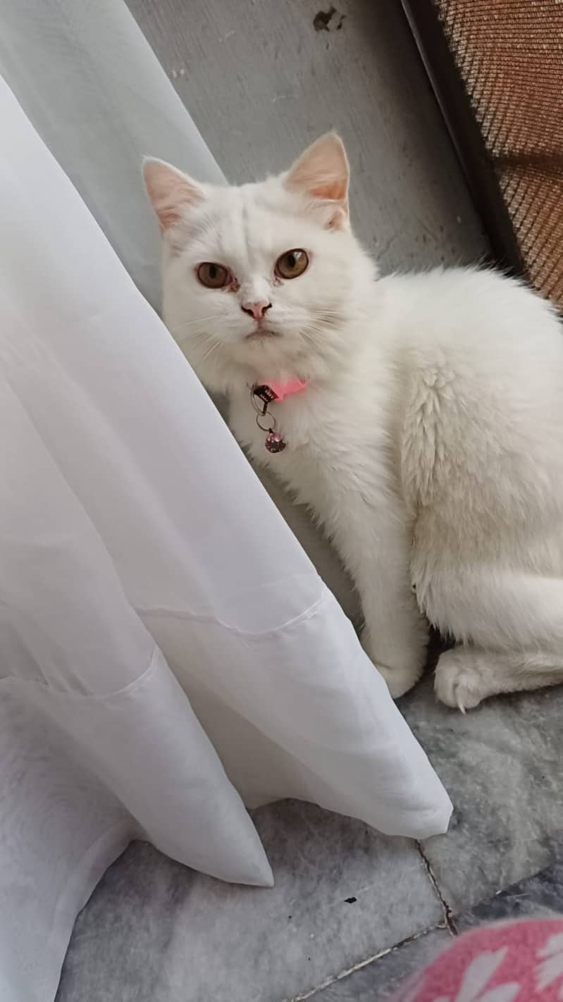 Persian Kitten 8 Months Old 1