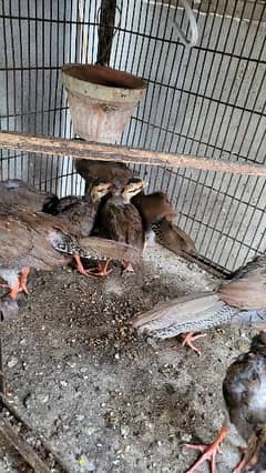 silver pheasants chick available for sale