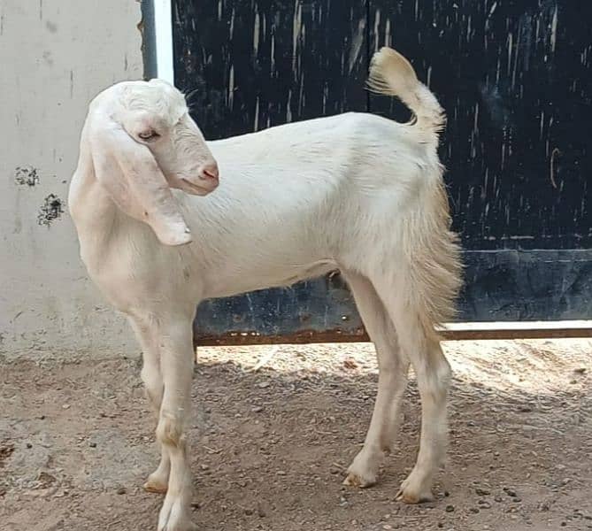 pure female gulabi goat teddy 2