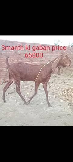 goats for sale /betal