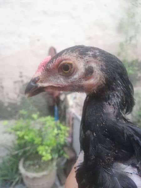 Thai Cross aseel 2.5 months chick 1 male 5 female 0