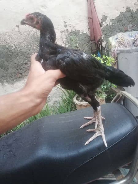 Thai Cross aseel 2.5 months chick 1 male 5 female 2