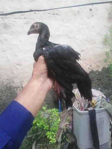 Thai Cross aseel 2.5 months chick 1 male 5 female 3