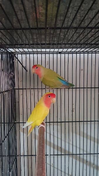 cage for sale 3