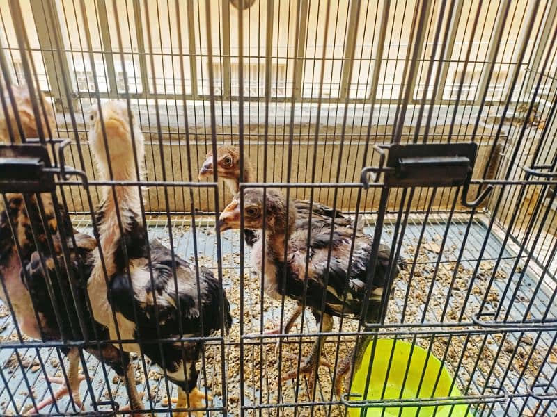 Aseel Lasani  Chicks (02 Males 02 females) 3