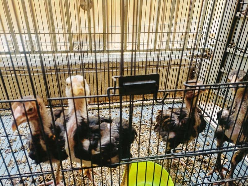 Aseel Lasani  Chicks (02 Males 02 females) 4