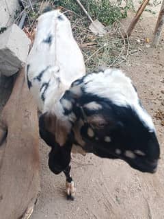 Goat in shera print for sale
