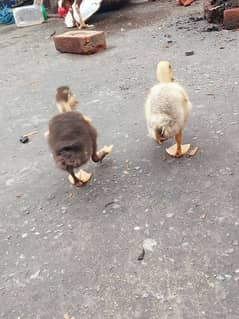 duck pair health